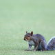 Illustration for article titled Comment Of The Day: The Squirrel Rule Edition